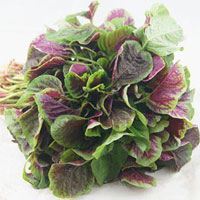 苋菜的功效与作用