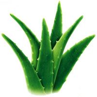 芦荟的功效与作用