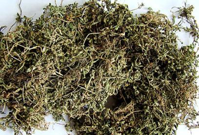 鹅不食草