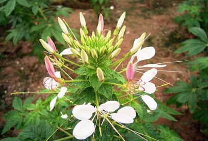 白花菜